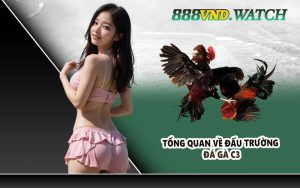 Tổng quan về đấu trường đá gà C3