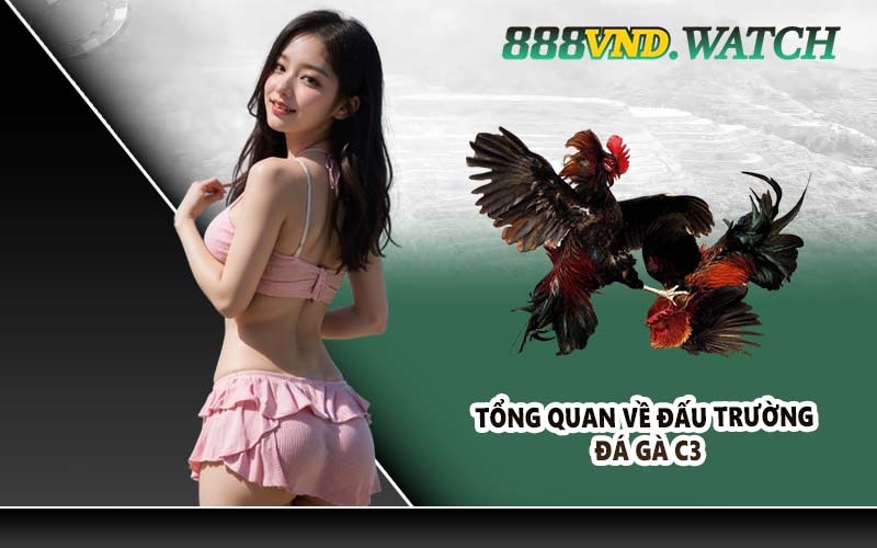 Tổng quan về đấu trường đá gà C3